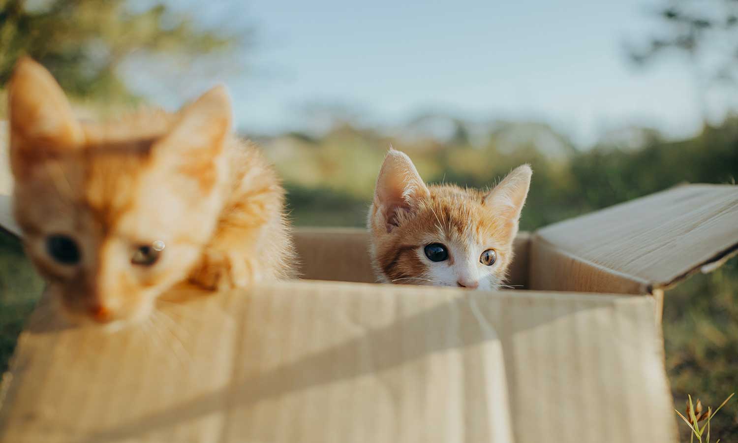 Collaborative Content: Partnering with Influencers for Impact